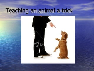 Teaching an animal a trick 