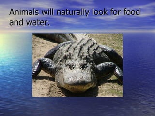 Animals will naturally look for food and water.  
