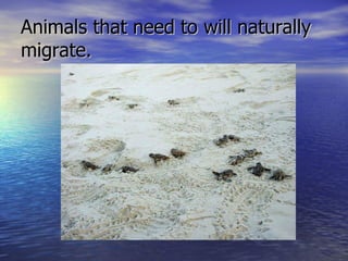 Animals that need to will naturally migrate.  