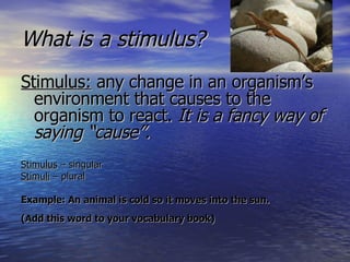 What is a stimulus? Stimulus:  any change in an organism’s environment that causes to the organism to react.  It is a fancy way of saying “cause”. Stimulus  – singular  Stimuli  – plural Example: An animal is cold so it moves into the sun. (Add this word to your vocabulary book) 