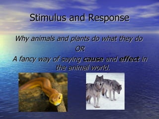 Stimulus and Response ,[object Object],[object Object],[object Object]