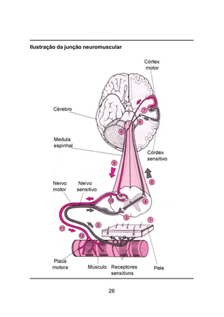26
Ilustração da junção neuromuscular
 