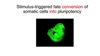 Stimulus-triggered fate conversion of
somatic cells into pluripotency
 