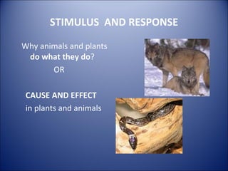 STIMULUS  AND RESPONSE ,[object Object],[object Object],[object Object],[object Object]
