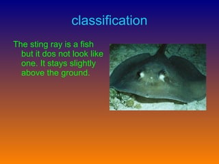 classification The sting ray is a fish but it dos not look like one. It stays slightly above the ground.