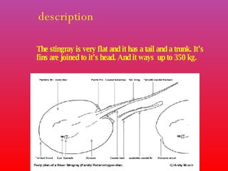 description The stingray is very flat and it has a tail and a trunk. It’s fins are joined to it’s head. And it ways up to 350 kg.