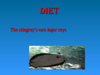 DIET The stingray’s eats lager rays
