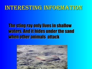 Interesting information The sting ray only lives in shallow waters. And it hides under the sand when other animals attack