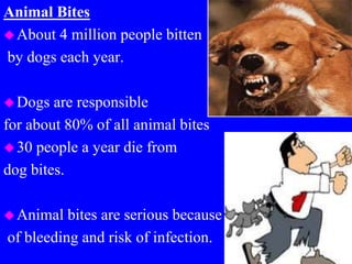 Animal Bites
About 4 million people bitten
by dogs each year.
Dogs are responsible
for about 80% of all animal bites
30 people a year die from
dog bites.
Animal bites are serious because
of bleeding and risk of infection.
 