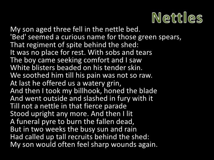 Stinging nettles1