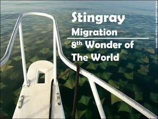 Stingray  Migration  8 th  Wonder of The World 