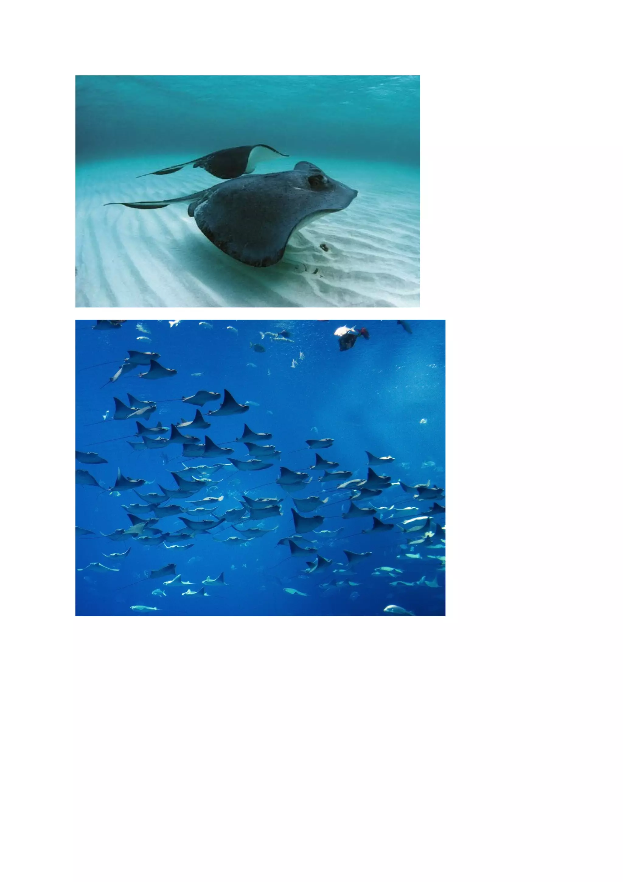 Stingrays