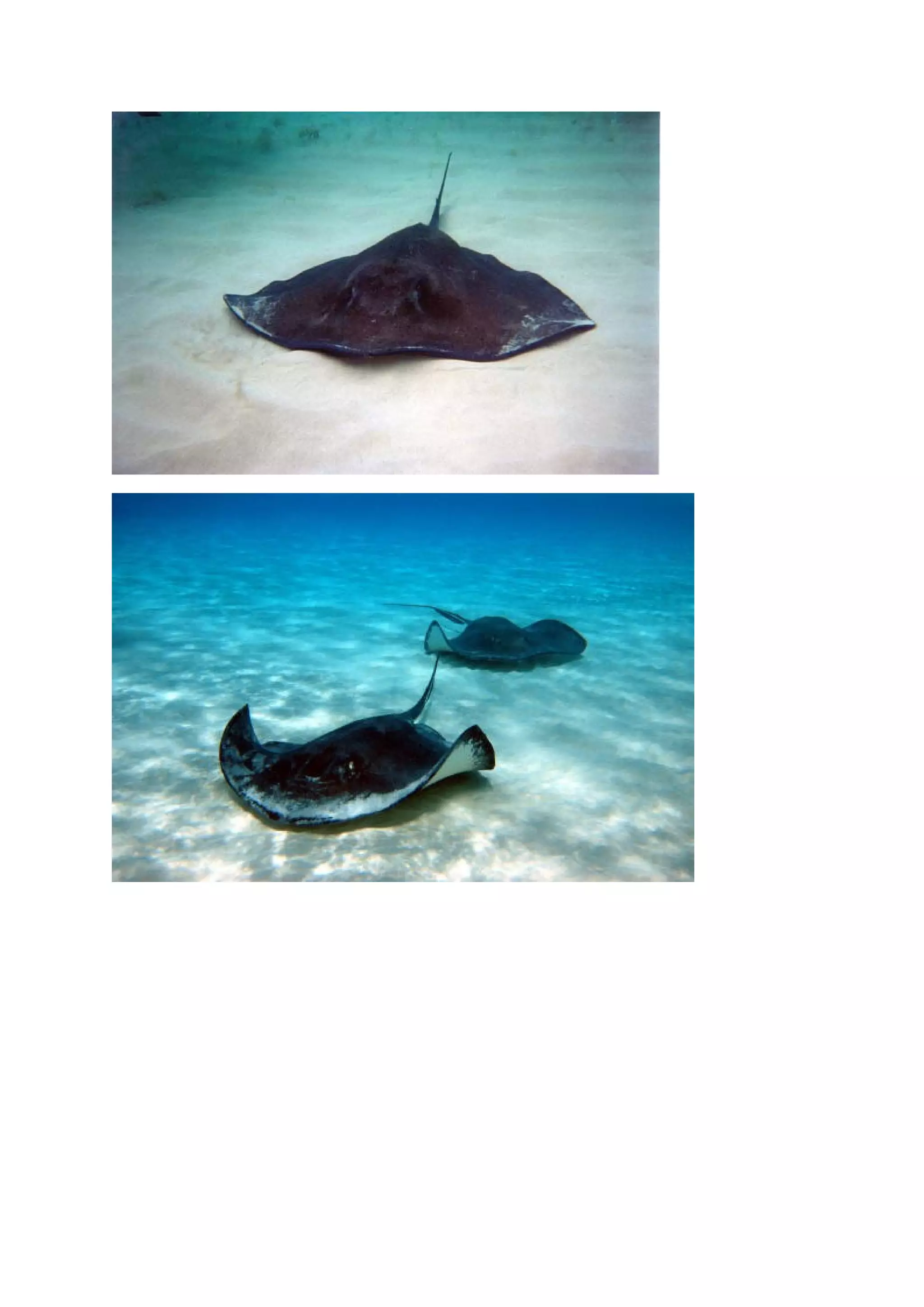 Stingrays
