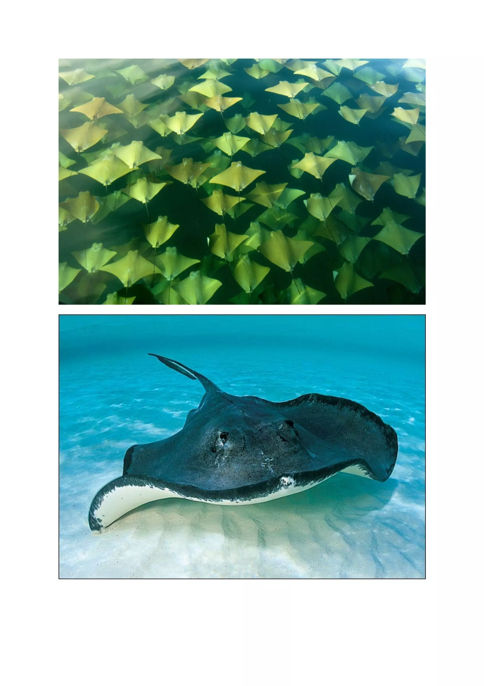 Stingrays