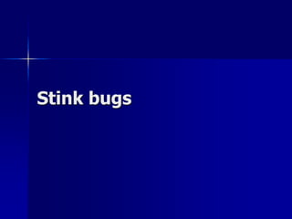 Stink bugs
 