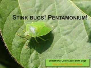 Stink bugs! Pentamonium! Educational Guide About Stink Bugs How to Get Rid of Stink Bugs 