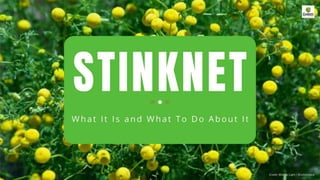 Stinknet: What It Is and What To Do About It