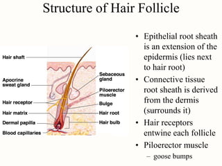 Piloerector Muscle