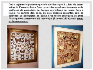 Outro registro importante que merece destaque é o fato de terem
saído da Fazenda Santa Cruz para colecionadores franceses e de
institutos de pesquisas da Europa exemplares de nossa flora e
fauna. Na partilha dos bens, os dois quadros restantes com as
coleções de borboletas de Santa Cruz foram entregues às suas
filhas que os conservam até hoje e que já devem ultrapassar cento
e cinquenta anos.
 