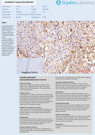 Figure:
Immunohistochemical
analysis of paraffin
embedded Human liver
tissue. 1: Cleaved-
Caspase-9 p35 (D315)
Polyclonal Antibody
was diluted at 1:200 (4
degree
Celsius,overnight). 2:
Sodium citrate pH 6.0
was used for antibody
retrieval (>98 degree
Celsius,20min). 3:
Secondary antibody was
diluted at 1:200 (room
temperature, 30min).
Negative control was
used by secondary
antibody only.
Report Number 90013-a Host Rabbit
Application IHC-P Clonality Polyclonal
Model Number STJ90013 Clone ID NA
Antibody Name Anti-Cleaved-Caspase-9 p35 (D315) antibody
Testing Species HUMAN Testing Tissue LIVER
ANTIBODY VALIDATION REPORT
a. (A small amount of distilled water was added into the incubation
box to prevent evaporation of antibody).
30. Secondary antibody incubation
a. Slides were washed 3 times, with PBS on a shaker for 5min.
Shortly after the slides were dried the corresponding secondary
antibody solution was added (HRP labelled), covering the
tissues, and incubated at room temperature for 30min.
b.
31. DAB staining
a. Slides were washed 3 times, with PBS on a shaker for 5min.
b. Shortly after, the slides were dried and fresh DAB staining buffer
was added inside the circles. The staining time was adjusted
under a microscope. Yellow-brown colour represented a positive
result. Slides were washed with water to stop the staining.
c.
32. Haematoxylin staining
a. Haematoxylin was used to counter-staining for 1min, and then
the slides were washed with water. 1% Hydrochloric acid and
alcohol was added for several seconds and then washed with
water. Ammonia was used to reveal blue colour, and then
flushed with water.
b.
33. Desolation and Clearing
i. Slides were incubated sequentially into: 75% alcohol 5min, 85%
alcohol 5min, Anhydrous ethanol - 5min, Anhydrous ethanol -
5min & Xylene - 5min. Shortly after slides were dried and neutral
gum was used to seal the slides.
ii.
34. Visualization
a. Results were validated with microscope, and the slides were
scanned.
Paraffin-Embedded
Immunohistochemistry Protocol
24.
25. Tissue processing
a. Slides were incubated sequentially into Xylene; 15min –
Xylene, 15min - Anhydrous ethanol, 5min - Anhydrous
ethanol, 5min - 85% alcohol, 5min - 75% alcohol & 5min –
wash in distilled water.
b.
26. Antigen retrieval
a. Tissue slides were incubated with citric acid (PH6.0) antigen
retrieval buffer and microwaved for antigen retrieval (heated
until boiled and then stopped heating) for 8min. Slides were
then heated with medium power for 7min. During this
process slides were kept from drying out. After cooling down
at room temperature, slides were washed with PBS on
shaker for 5min, repeated for 3 times.
b.
27. Inhibition of endogenous peroxidase
a. Slides were placed in 3% Hydrogen peroxide solution, and
incubated for 10 min at room temperature without light
exposure. Slides were then washed 3 times with PBS on a
shaker for 5mins.
b.
28. BSA Blocking
a. Shortly after slides were dried, a PAP pen was used to draw
circles around the tissue sections (and to prevent draining of
the antibody solution). Inside the circles, BSA was used to
cover the tissue evenly, blocking for 30min.
b.
29. Primary antibody incubation
After blocking solution was removed a 1:200 solution of
primary antibody/PBS was added on the slide, and incubated
overnight at 4°C.
St John's Laboratory Ltd.
www.stjohnslabs.com
 