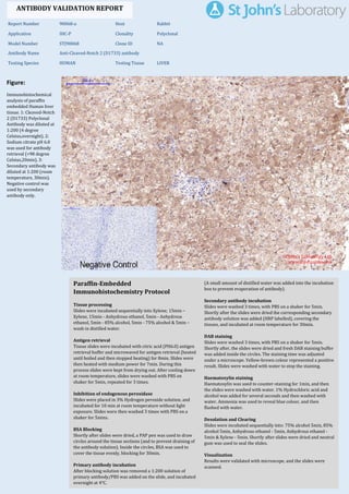 Figure:
Immunohistochemical
analysis of paraffin
embedded Human liver
tissue. 1: Cleaved-Notch
2 (D1733) Polyclonal
Antibody was diluted at
1:200 (4 degree
Celsius,overnight). 2:
Sodium citrate pH 6.0
was used for antibody
retrieval (>98 degree
Celsius,20min). 3:
Secondary antibody was
diluted at 1:200 (room
temperature, 30min).
Negative control was
used by secondary
antibody only.
Report Number 90068-a Host Rabbit
Application IHC-P Clonality Polyclonal
Model Number STJ90068 Clone ID NA
Antibody Name Anti-Cleaved-Notch 2 (D1733) antibody
Testing Species HUMAN Testing Tissue LIVER
ANTIBODY VALIDATION REPORT
a. (A small amount of distilled water was added into the incubation
box to prevent evaporation of antibody).
52. Secondary antibody incubation
a. Slides were washed 3 times, with PBS on a shaker for 5min.
Shortly after the slides were dried the corresponding secondary
antibody solution was added (HRP labelled), covering the
tissues, and incubated at room temperature for 30min.
b.
53. DAB staining
a. Slides were washed 3 times, with PBS on a shaker for 5min.
b. Shortly after, the slides were dried and fresh DAB staining buffer
was added inside the circles. The staining time was adjusted
under a microscope. Yellow-brown colour represented a positive
result. Slides were washed with water to stop the staining.
c.
54. Haematoxylin staining
a. Haematoxylin was used to counter-staining for 1min, and then
the slides were washed with water. 1% Hydrochloric acid and
alcohol was added for several seconds and then washed with
water. Ammonia was used to reveal blue colour, and then
flushed with water.
b.
55. Desolation and Clearing
i. Slides were incubated sequentially into: 75% alcohol 5min, 85%
alcohol 5min, Anhydrous ethanol - 5min, Anhydrous ethanol -
5min & Xylene - 5min. Shortly after slides were dried and neutral
gum was used to seal the slides.
ii.
56. Visualization
a. Results were validated with microscope, and the slides were
scanned.
Paraffin-Embedded
Immunohistochemistry Protocol
46.
47. Tissue processing
a. Slides were incubated sequentially into Xylene; 15min –
Xylene, 15min - Anhydrous ethanol, 5min - Anhydrous
ethanol, 5min - 85% alcohol, 5min - 75% alcohol & 5min –
wash in distilled water.
b.
48. Antigen retrieval
a. Tissue slides were incubated with citric acid (PH6.0) antigen
retrieval buffer and microwaved for antigen retrieval (heated
until boiled and then stopped heating) for 8min. Slides were
then heated with medium power for 7min. During this
process slides were kept from drying out. After cooling down
at room temperature, slides were washed with PBS on
shaker for 5min, repeated for 3 times.
b.
49. Inhibition of endogenous peroxidase
a. Slides were placed in 3% Hydrogen peroxide solution, and
incubated for 10 min at room temperature without light
exposure. Slides were then washed 3 times with PBS on a
shaker for 5mins.
b.
50. BSA Blocking
a. Shortly after slides were dried, a PAP pen was used to draw
circles around the tissue sections (and to prevent draining of
the antibody solution). Inside the circles, BSA was used to
cover the tissue evenly, blocking for 30min.
b.
51. Primary antibody incubation
After blocking solution was removed a 1:200 solution of
primary antibody/PBS was added on the slide, and incubated
overnight at 4°C.
St John's Laboratory Ltd.
www.stjohnslabs.com
 