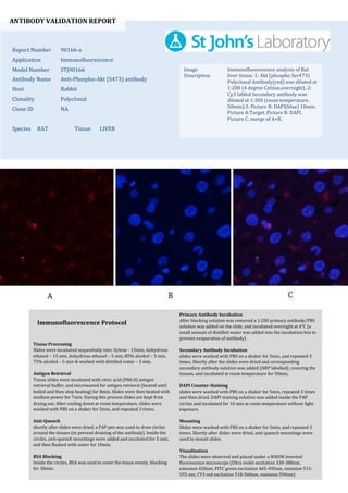 ANTIBODY VALIDATION REPORT
Report Number 90166-a
Application Immunofluorescence
Model Number STJ90166
Antibody Name Anti-Phospho-Akt (S473) antibody
Host Rabbit
Clonality Polyclonal
Clone ID NA
Species RAT Tissue LIVER
Image
Description
Immunofluorescence analysis of Rat
liver tissue. 1: Akt (phospho Ser473)
Polyclonal Antibody(red) was diluted at
1:200 (4 degree Celsius,overnight). 2:
Cy3 labled Secondary antibody was
diluted at 1:300 (room temperature,
50min).3: Picture B: DAPI(blue) 10min.
Picture A:Target. Picture B: DAPI.
Picture C: merge of A+B.
Primary Antibody Incubation
After blocking solution was removed a 1:200 primary antibody/PBS
solution was added on the slide, and incubated overnight at 4°C (a
small amount of distilled water was added into the incubation box to
prevent evaporation of antibody).
Secondary Antibody Incubation
slides were washed with PBS on a shaker for 5min, and repeated 3
times. Shortly after the slides were dried and corresponding
secondary antibody solution was added (HRP labelled), covering the
tissues, and incubated at room temperature for 50min.
DAPI Counter-Staining
slides were washed with PBS on a shaker for 5min, repeated 3 times
and then dried. DAPI staining solution was added inside the PAP
circles and incubated for 10 min at room temperature without light
exposure.
Mounting
Slides were washed with PBS on a shaker for 5min, and repeated 3
times. Shortly after slides were dried, anti-quench mountings were
used to mount slides.
Visualization
The slides were observed and placed under a NIKON inverted
fluorescence microscope (Ultra violet excitation 330-380nm,
emission 420nm; FITC green excitation 465-495nm, emission 515-
555 nm; CY3 red excitation 510-560nm, emission 590nm)
Immunofluorescence Protocol
Tissue Processing
Slides were incubated sequentially into: Xylene - 15min, Anhydrous
ethanol – 15 min, Anhydrous ethanol – 5 min, 85% alcohol – 5 min,
75% alcohol – 5 min & washed with distilled water – 5 min.
Antigen Retrieval
Tissue slides were incubated with citric acid (PH6.0) antigen
retrieval buffer, and microwaved for antigen retrieval (heated until
boiled and then stop heating) for 8min. Slides were then heated with
medium power for 7min. During this process slides are kept from
drying out. After cooling down at room temperature, slides were
washed with PBS on a shaker for 5min, and repeated 3 times.
Anti-Quench
shortly after slides were dried, a PAP pen was used to draw circles
around the tissues (to prevent draining of the antibody). Inside the
circles, anti-quench mountings were added and incubated for 5 min,
and then flushed with water for 10min.
BSA Blocking
Inside the circles, BSA was used to cover the tissue evenly, blocking
for 30min.
 