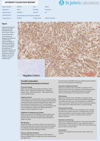 Figure:
Immunohistochemical
analysis of paraffin
embedded Human
breast cancer tissue. 1:
Catenin-β (phospho
Ser37) Polyclonal
Antibody was diluted at
1:200 (4 degree
Celsius,overnight). 2:
Sodium citrate pH 6.0
was used for antibody
retrieval (>98 degree
Celsius,20min). 3:
Secondary antibody was
diluted at 1:200 (room
temperature, 30min).
Negative control was
used by secondary
antibody only.
Report Number 90207-a Host Rabbit
Application IHC-P Clonality Polyclonal
Model Number STJ90207 Clone ID NA
Antibody Name Anti-Phospho-Catenin-β (S37) antibody
Testing Species HUMAN Testing Tissue BREAST CANCER
ANTIBODY VALIDATION REPORT
a. (A small amount of distilled water was added into the incubation
box to prevent evaporation of antibody).
52. Secondary antibody incubation
a. Slides were washed 3 times, with PBS on a shaker for 5min.
Shortly after the slides were dried the corresponding secondary
antibody solution was added (HRP labelled), covering the
tissues, and incubated at room temperature for 30min.
b.
53. DAB staining
a. Slides were washed 3 times, with PBS on a shaker for 5min.
b. Shortly after, the slides were dried and fresh DAB staining buffer
was added inside the circles. The staining time was adjusted
under a microscope. Yellow-brown colour represented a positive
result. Slides were washed with water to stop the staining.
c.
54. Haematoxylin staining
a. Haematoxylin was used to counter-staining for 1min, and then
the slides were washed with water. 1% Hydrochloric acid and
alcohol was added for several seconds and then washed with
water. Ammonia was used to reveal blue colour, and then
flushed with water.
b.
55. Desolation and Clearing
i. Slides were incubated sequentially into: 75% alcohol 5min, 85%
alcohol 5min, Anhydrous ethanol - 5min, Anhydrous ethanol -
5min & Xylene - 5min. Shortly after slides were dried and neutral
gum was used to seal the slides.
ii.
56. Visualization
a. Results were validated with microscope, and the slides were
scanned.
Paraffin-Embedded
Immunohistochemistry Protocol
46.
47. Tissue processing
a. Slides were incubated sequentially into Xylene; 15min –
Xylene, 15min - Anhydrous ethanol, 5min - Anhydrous
ethanol, 5min - 85% alcohol, 5min - 75% alcohol & 5min –
wash in distilled water.
b.
48. Antigen retrieval
a. Tissue slides were incubated with citric acid (PH6.0) antigen
retrieval buffer and microwaved for antigen retrieval (heated
until boiled and then stopped heating) for 8min. Slides were
then heated with medium power for 7min. During this
process slides were kept from drying out. After cooling down
at room temperature, slides were washed with PBS on
shaker for 5min, repeated for 3 times.
b.
49. Inhibition of endogenous peroxidase
a. Slides were placed in 3% Hydrogen peroxide solution, and
incubated for 10 min at room temperature without light
exposure. Slides were then washed 3 times with PBS on a
shaker for 5mins.
b.
50. BSA Blocking
a. Shortly after slides were dried, a PAP pen was used to draw
circles around the tissue sections (and to prevent draining of
the antibody solution). Inside the circles, BSA was used to
cover the tissue evenly, blocking for 30min.
b.
51. Primary antibody incubation
After blocking solution was removed a 1:200 solution of
primary antibody/PBS was added on the slide, and incubated
overnight at 4°C.
St John's Laboratory Ltd.
www.stjohnslabs.com
 