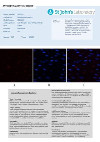 ANTIBODY VALIDATION REPORT
Report Number 90225-a
Application Immunofluorescence
Model Number STJ90225
Antibody Name Anti-Phospho-Chk2 (T68) antibody
Host Rabbit
Clonality Polyclonal
Clone ID NA
Species RAT Tissue HEART
Image
Description
Immunofluorescence analysis of Rat
heart tissue. 1: Chk2 (phospho Thr68)
Polyclonal Antibody(red) was diluted at
1:200 (4 degree Celsius,overnight). 2:
Cy3 labled Secondary antibody was
diluted at 1:300 (room temperature,
50min).3: Picture B: DAPI(blue) 10min.
Picture A:Target. Picture B: DAPI.
Picture C: merge of A+B.
Primary Antibody Incubation
After blocking solution was removed a 1:200 primary antibody/PBS
solution was added on the slide, and incubated overnight at 4°C (a
small amount of distilled water was added into the incubation box to
prevent evaporation of antibody).
Secondary Antibody Incubation
slides were washed with PBS on a shaker for 5min, and repeated 3
times. Shortly after the slides were dried and corresponding
secondary antibody solution was added (HRP labelled), covering the
tissues, and incubated at room temperature for 50min.
DAPI Counter-Staining
slides were washed with PBS on a shaker for 5min, repeated 3 times
and then dried. DAPI staining solution was added inside the PAP
circles and incubated for 10 min at room temperature without light
exposure.
Mounting
Slides were washed with PBS on a shaker for 5min, and repeated 3
times. Shortly after slides were dried, anti-quench mountings were
used to mount slides.
Visualization
The slides were observed and placed under a NIKON inverted
fluorescence microscope (Ultra violet excitation 330-380nm,
emission 420nm; FITC green excitation 465-495nm, emission 515-
555 nm; CY3 red excitation 510-560nm, emission 590nm)
Immunofluorescence Protocol
Tissue Processing
Slides were incubated sequentially into: Xylene - 15min, Anhydrous
ethanol – 15 min, Anhydrous ethanol – 5 min, 85% alcohol – 5 min,
75% alcohol – 5 min & washed with distilled water – 5 min.
Antigen Retrieval
Tissue slides were incubated with citric acid (PH6.0) antigen
retrieval buffer, and microwaved for antigen retrieval (heated until
boiled and then stop heating) for 8min. Slides were then heated with
medium power for 7min. During this process slides are kept from
drying out. After cooling down at room temperature, slides were
washed with PBS on a shaker for 5min, and repeated 3 times.
Anti-Quench
shortly after slides were dried, a PAP pen was used to draw circles
around the tissues (to prevent draining of the antibody). Inside the
circles, anti-quench mountings were added and incubated for 5 min,
and then flushed with water for 10min.
BSA Blocking
Inside the circles, BSA was used to cover the tissue evenly, blocking
for 30min.
 