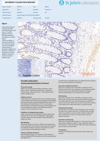 Figure:
Immunohistochemical
analysis of paraffin
embedded Human colon
tissue. 1: FoxO3A
(phospho Ser253)
Polyclonal Antibody
was diluted at 1:200 (4
degree
Celsius,overnight). 2:
Sodium citrate pH 6.0
was used for antibody
retrieval (>98 degree
Celsius,20min). 3:
Secondary antibody was
diluted at 1:200 (room
temperature, 30min).
Negative control was
used by secondary
antibody only.
Report Number 90275-a Host Rabbit
Application IHC-P Clonality Polyclonal
Model Number STJ90275 Clone ID NA
Antibody Name Anti-Phospho-FoxO3A (S253) antibody
Testing Species HUMAN Testing Tissue COLON
ANTIBODY VALIDATION REPORT
a. (A small amount of distilled water was added into the incubation
box to prevent evaporation of antibody).
51. Secondary antibody incubation
a. Slides were washed 3 times, with PBS on a shaker for 5min.
Shortly after the slides were dried the corresponding secondary
antibody solution was added (HRP labelled), covering the
tissues, and incubated at room temperature for 30min.
b.
52. DAB staining
a. Slides were washed 3 times, with PBS on a shaker for 5min.
b. Shortly after, the slides were dried and fresh DAB staining buffer
was added inside the circles. The staining time was adjusted
under a microscope. Yellow-brown colour represented a positive
result. Slides were washed with water to stop the staining.
c.
53. Haematoxylin staining
a. Haematoxylin was used to counter-staining for 1min, and then
the slides were washed with water. 1% Hydrochloric acid and
alcohol was added for several seconds and then washed with
water. Ammonia was used to reveal blue colour, and then
flushed with water.
b.
54. Desolation and Clearing
i. Slides were incubated sequentially into: 75% alcohol 5min, 85%
alcohol 5min, Anhydrous ethanol - 5min, Anhydrous ethanol -
5min & Xylene - 5min. Shortly after slides were dried and neutral
gum was used to seal the slides.
ii.
55. Visualization
a. Results were validated with microscope, and the slides were
scanned.
Paraffin-Embedded
Immunohistochemistry Protocol
45.
46. Tissue processing
a. Slides were incubated sequentially into Xylene; 15min –
Xylene, 15min - Anhydrous ethanol, 5min - Anhydrous
ethanol, 5min - 85% alcohol, 5min - 75% alcohol & 5min –
wash in distilled water.
b.
47. Antigen retrieval
a. Tissue slides were incubated with citric acid (PH6.0) antigen
retrieval buffer and microwaved for antigen retrieval (heated
until boiled and then stopped heating) for 8min. Slides were
then heated with medium power for 7min. During this
process slides were kept from drying out. After cooling down
at room temperature, slides were washed with PBS on
shaker for 5min, repeated for 3 times.
b.
48. Inhibition of endogenous peroxidase
a. Slides were placed in 3% Hydrogen peroxide solution, and
incubated for 10 min at room temperature without light
exposure. Slides were then washed 3 times with PBS on a
shaker for 5mins.
b.
49. BSA Blocking
a. Shortly after slides were dried, a PAP pen was used to draw
circles around the tissue sections (and to prevent draining of
the antibody solution). Inside the circles, BSA was used to
cover the tissue evenly, blocking for 30min.
b.
50. Primary antibody incubation
After blocking solution was removed a 1:200 solution of
primary antibody/PBS was added on the slide, and incubated
overnight at 4°C.
St John's Laboratory Ltd.
www.stjohnslabs.com
 