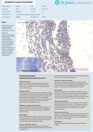 Figure:
Immunohistochemical
analysis of paraffin
embedded Human
Tonsil tissue. 1: GSK3α/
β (phospho
Tyr279/216) Polyclonal
Antibody was diluted at
1:200 (4 degree
Celsius,overnight). 2:
Sodium citrate pH 6.0
was used for antibody
retrieval (>98 degree
Celsius,20min). 3:
Secondary antibody was
diluted at 1:200 (room
temperature, 30min).
Negative control was
used by secondary
antibody only.
Report Number 90283-a Host Rabbit
Application IHC-P Clonality Polyclonal
Model Number STJ90283 Clone ID NA
Antibody Name Anti-Phospho-GSK3α/β (Y279/216) antibody
Testing Species HUMAN Testing Tissue TONSIL
ANTIBODY VALIDATION REPORT
a. (A small amount of distilled water was added into the incubation
box to prevent evaporation of antibody).
73. Secondary antibody incubation
a. Slides were washed 3 times, with PBS on a shaker for 5min.
Shortly after the slides were dried the corresponding secondary
antibody solution was added (HRP labelled), covering the
tissues, and incubated at room temperature for 30min.
b.
74. DAB staining
a. Slides were washed 3 times, with PBS on a shaker for 5min.
b. Shortly after, the slides were dried and fresh DAB staining buffer
was added inside the circles. The staining time was adjusted
under a microscope. Yellow-brown colour represented a positive
result. Slides were washed with water to stop the staining.
c.
75. Haematoxylin staining
a. Haematoxylin was used to counter-staining for 1min, and then
the slides were washed with water. 1% Hydrochloric acid and
alcohol was added for several seconds and then washed with
water. Ammonia was used to reveal blue colour, and then
flushed with water.
b.
76. Desolation and Clearing
i. Slides were incubated sequentially into: 75% alcohol 5min, 85%
alcohol 5min, Anhydrous ethanol - 5min, Anhydrous ethanol -
5min & Xylene - 5min. Shortly after slides were dried and neutral
gum was used to seal the slides.
ii.
77. Visualization
a. Results were validated with microscope, and the slides were
scanned.
Paraffin-Embedded
Immunohistochemistry Protocol
67.
68. Tissue processing
a. Slides were incubated sequentially into Xylene; 15min –
Xylene, 15min - Anhydrous ethanol, 5min - Anhydrous
ethanol, 5min - 85% alcohol, 5min - 75% alcohol & 5min –
wash in distilled water.
b.
69. Antigen retrieval
a. Tissue slides were incubated with citric acid (PH6.0) antigen
retrieval buffer and microwaved for antigen retrieval (heated
until boiled and then stopped heating) for 8min. Slides were
then heated with medium power for 7min. During this
process slides were kept from drying out. After cooling down
at room temperature, slides were washed with PBS on
shaker for 5min, repeated for 3 times.
b.
70. Inhibition of endogenous peroxidase
a. Slides were placed in 3% Hydrogen peroxide solution, and
incubated for 10 min at room temperature without light
exposure. Slides were then washed 3 times with PBS on a
shaker for 5mins.
b.
71. BSA Blocking
a. Shortly after slides were dried, a PAP pen was used to draw
circles around the tissue sections (and to prevent draining of
the antibody solution). Inside the circles, BSA was used to
cover the tissue evenly, blocking for 30min.
b.
72. Primary antibody incubation
After blocking solution was removed a 1:200 solution of
primary antibody/PBS was added on the slide, and incubated
overnight at 4°C.
St John's Laboratory Ltd.
www.stjohnslabs.com
 