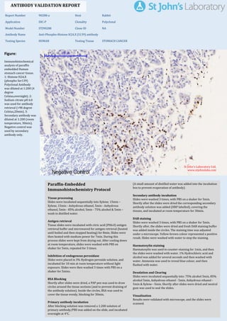 Figure:
Immunohistochemical
analysis of paraffin
embedded Human
stomach cancer tissue.
1: Histone H2A.X
(phospho Ser139)
Polyclonal Antibody
was diluted at 1:200 (4
degree
Celsius,overnight). 2:
Sodium citrate pH 6.0
was used for antibody
retrieval (>98 degree
Celsius,20min). 3:
Secondary antibody was
diluted at 1:200 (room
temperature, 30min).
Negative control was
used by secondary
antibody only.
Report Number 90288-a Host Rabbit
Application IHC-P Clonality Polyclonal
Model Number STJ90288 Clone ID NA
Antibody Name Anti-Phospho-Histone H2A.X (S139) antibody
Testing Species HUMAN Testing Tissue STOMACH CANCER
ANTIBODY VALIDATION REPORT
a. (A small amount of distilled water was added into the incubation
box to prevent evaporation of antibody).
41. Secondary antibody incubation
a. Slides were washed 3 times, with PBS on a shaker for 5min.
Shortly after the slides were dried the corresponding secondary
antibody solution was added (HRP labelled), covering the
tissues, and incubated at room temperature for 30min.
b.
42. DAB staining
a. Slides were washed 3 times, with PBS on a shaker for 5min.
b. Shortly after, the slides were dried and fresh DAB staining buffer
was added inside the circles. The staining time was adjusted
under a microscope. Yellow-brown colour represented a positive
result. Slides were washed with water to stop the staining.
c.
43. Haematoxylin staining
a. Haematoxylin was used to counter-staining for 1min, and then
the slides were washed with water. 1% Hydrochloric acid and
alcohol was added for several seconds and then washed with
water. Ammonia was used to reveal blue colour, and then
flushed with water.
b.
44. Desolation and Clearing
i. Slides were incubated sequentially into: 75% alcohol 5min, 85%
alcohol 5min, Anhydrous ethanol - 5min, Anhydrous ethanol -
5min & Xylene - 5min. Shortly after slides were dried and neutral
gum was used to seal the slides.
ii.
45. Visualization
a. Results were validated with microscope, and the slides were
scanned.
Paraffin-Embedded
Immunohistochemistry Protocol
35.
36. Tissue processing
a. Slides were incubated sequentially into Xylene; 15min –
Xylene, 15min - Anhydrous ethanol, 5min - Anhydrous
ethanol, 5min - 85% alcohol, 5min - 75% alcohol & 5min –
wash in distilled water.
b.
37. Antigen retrieval
a. Tissue slides were incubated with citric acid (PH6.0) antigen
retrieval buffer and microwaved for antigen retrieval (heated
until boiled and then stopped heating) for 8min. Slides were
then heated with medium power for 7min. During this
process slides were kept from drying out. After cooling down
at room temperature, slides were washed with PBS on
shaker for 5min, repeated for 3 times.
b.
38. Inhibition of endogenous peroxidase
a. Slides were placed in 3% Hydrogen peroxide solution, and
incubated for 10 min at room temperature without light
exposure. Slides were then washed 3 times with PBS on a
shaker for 5mins.
b.
39. BSA Blocking
a. Shortly after slides were dried, a PAP pen was used to draw
circles around the tissue sections (and to prevent draining of
the antibody solution). Inside the circles, BSA was used to
cover the tissue evenly, blocking for 30min.
b.
40. Primary antibody incubation
After blocking solution was removed a 1:200 solution of
primary antibody/PBS was added on the slide, and incubated
overnight at 4°C.
St John's Laboratory Ltd.
www.stjohnslabs.com
 