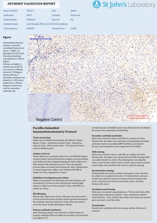 Figure:
Immunohistochemical
analysis of paraffin
embedded Human liver
tissue. 1: MEK-1/2
(phospho Ser218/222)
Polyclonal Antibody
was diluted at 1:200 (4
degree
Celsius,overnight). 2:
Sodium citrate pH 6.0
was used for antibody
retrieval (>98 degree
Celsius,20min). 3:
Secondary antibody was
diluted at 1:200 (room
temperature, 30min).
Negative control was
used by secondary
antibody only.
Report Number 90327-a Host Rabbit
Application IHC-P Clonality Polyclonal
Model Number STJ90327 Clone ID NA
Antibody Name Anti-Phospho-MEK-1/2 (S218/222) antibody
Testing Species HUMAN Testing Tissue LIVER
ANTIBODY VALIDATION REPORT
a. (A small amount of distilled water was added into the incubation
box to prevent evaporation of antibody).
41. Secondary antibody incubation
a. Slides were washed 3 times, with PBS on a shaker for 5min.
Shortly after the slides were dried the corresponding secondary
antibody solution was added (HRP labelled), covering the
tissues, and incubated at room temperature for 30min.
b.
42. DAB staining
a. Slides were washed 3 times, with PBS on a shaker for 5min.
b. Shortly after, the slides were dried and fresh DAB staining buffer
was added inside the circles. The staining time was adjusted
under a microscope. Yellow-brown colour represented a positive
result. Slides were washed with water to stop the staining.
c.
43. Haematoxylin staining
a. Haematoxylin was used to counter-staining for 1min, and then
the slides were washed with water. 1% Hydrochloric acid and
alcohol was added for several seconds and then washed with
water. Ammonia was used to reveal blue colour, and then
flushed with water.
b.
44. Desolation and Clearing
i. Slides were incubated sequentially into: 75% alcohol 5min, 85%
alcohol 5min, Anhydrous ethanol - 5min, Anhydrous ethanol -
5min & Xylene - 5min. Shortly after slides were dried and neutral
gum was used to seal the slides.
ii.
45. Visualization
a. Results were validated with microscope, and the slides were
scanned.
Paraffin-Embedded
Immunohistochemistry Protocol
35.
36. Tissue processing
a. Slides were incubated sequentially into Xylene; 15min –
Xylene, 15min - Anhydrous ethanol, 5min - Anhydrous
ethanol, 5min - 85% alcohol, 5min - 75% alcohol & 5min –
wash in distilled water.
b.
37. Antigen retrieval
a. Tissue slides were incubated with citric acid (PH6.0) antigen
retrieval buffer and microwaved for antigen retrieval (heated
until boiled and then stopped heating) for 8min. Slides were
then heated with medium power for 7min. During this
process slides were kept from drying out. After cooling down
at room temperature, slides were washed with PBS on
shaker for 5min, repeated for 3 times.
b.
38. Inhibition of endogenous peroxidase
a. Slides were placed in 3% Hydrogen peroxide solution, and
incubated for 10 min at room temperature without light
exposure. Slides were then washed 3 times with PBS on a
shaker for 5mins.
b.
39. BSA Blocking
a. Shortly after slides were dried, a PAP pen was used to draw
circles around the tissue sections (and to prevent draining of
the antibody solution). Inside the circles, BSA was used to
cover the tissue evenly, blocking for 30min.
b.
40. Primary antibody incubation
After blocking solution was removed a 1:200 solution of
primary antibody/PBS was added on the slide, and incubated
overnight at 4°C.
St John's Laboratory Ltd.
www.stjohnslabs.com
 