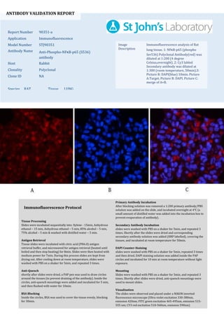 ANTIBODY VALIDATION REPORT
Report Number 90351-a
Application Immunofluorescence
Model Number STJ90351
Antibody Name Anti-Phospho-NFκB-p65 (S536)
antibody
Host Rabbit
Clonality Polyclonal
Clone ID NA
Species RAT Tissue LUNG
Image
Description
Immunofluorescence analysis of Rat
lung tissue. 1: NFκB-p65 (phospho
Ser536) Polyclonal Antibody(red) was
diluted at 1:200 (4 degree
Celsius,overnight). 2: Cy3 labled
Secondary antibody was diluted at
1:300 (room temperature, 50min).3:
Picture B: DAPI(blue) 10min. Picture
A:Target. Picture B: DAPI. Picture C:
merge of A+B.
Primary Antibody Incubation
After blocking solution was removed a 1:200 primary antibody/PBS
solution was added on the slide, and incubated overnight at 4°C (a
small amount of distilled water was added into the incubation box to
prevent evaporation of antibody).
Secondary Antibody Incubation
slides were washed with PBS on a shaker for 5min, and repeated 3
times. Shortly after the slides were dried and corresponding
secondary antibody solution was added (HRP labelled), covering the
tissues, and incubated at room temperature for 50min.
DAPI Counter-Staining
slides were washed with PBS on a shaker for 5min, repeated 3 times
and then dried. DAPI staining solution was added inside the PAP
circles and incubated for 10 min at room temperature without light
exposure.
Mounting
Slides were washed with PBS on a shaker for 5min, and repeated 3
times. Shortly after slides were dried, anti-quench mountings were
used to mount slides.
Visualization
The slides were observed and placed under a NIKON inverted
fluorescence microscope (Ultra violet excitation 330-380nm,
emission 420nm; FITC green excitation 465-495nm, emission 515-
555 nm; CY3 red excitation 510-560nm, emission 590nm)
Immunofluorescence Protocol
Tissue Processing
Slides were incubated sequentially into: Xylene - 15min, Anhydrous
ethanol – 15 min, Anhydrous ethanol – 5 min, 85% alcohol – 5 min,
75% alcohol – 5 min & washed with distilled water – 5 min.
Antigen Retrieval
Tissue slides were incubated with citric acid (PH6.0) antigen
retrieval buffer, and microwaved for antigen retrieval (heated until
boiled and then stop heating) for 8min. Slides were then heated with
medium power for 7min. During this process slides are kept from
drying out. After cooling down at room temperature, slides were
washed with PBS on a shaker for 5min, and repeated 3 times.
Anti-Quench
shortly after slides were dried, a PAP pen was used to draw circles
around the tissues (to prevent draining of the antibody). Inside the
circles, anti-quench mountings were added and incubated for 5 min,
and then flushed with water for 10min.
BSA Blocking
Inside the circles, BSA was used to cover the tissue evenly, blocking
for 30min.
 