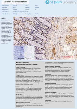 Figure:
Immunohistochemical
analysis of paraffin
embedded Human colon
tissue. 1: p53 (phospho
Ser15) Polyclonal
Antibody was diluted at
1:200 (4 degree
Celsius,overnight). 2:
Sodium citrate pH 6.0
was used for antibody
retrieval (>98 degree
Celsius,20min). 3:
Secondary antibody was
diluted at 1:200 (room
temperature, 30min).
Negative control was
used by secondary
antibody only.
Report Number 90365-a Host Rabbit
Application IHC-P Clonality Polyclonal
Model Number STJ90365 Clone ID NA
Antibody Name Anti-Phospho-p53 (S15) antibody
Testing Species HUMAN Testing Tissue COLON
ANTIBODY VALIDATION REPORT
a. (A small amount of distilled water was added into the incubation
box to prevent evaporation of antibody).
74. Secondary antibody incubation
a. Slides were washed 3 times, with PBS on a shaker for 5min.
Shortly after the slides were dried the corresponding secondary
antibody solution was added (HRP labelled), covering the
tissues, and incubated at room temperature for 30min.
b.
75. DAB staining
a. Slides were washed 3 times, with PBS on a shaker for 5min.
b. Shortly after, the slides were dried and fresh DAB staining buffer
was added inside the circles. The staining time was adjusted
under a microscope. Yellow-brown colour represented a positive
result. Slides were washed with water to stop the staining.
c.
76. Haematoxylin staining
a. Haematoxylin was used to counter-staining for 1min, and then
the slides were washed with water. 1% Hydrochloric acid and
alcohol was added for several seconds and then washed with
water. Ammonia was used to reveal blue colour, and then
flushed with water.
b.
77. Desolation and Clearing
i. Slides were incubated sequentially into: 75% alcohol 5min, 85%
alcohol 5min, Anhydrous ethanol - 5min, Anhydrous ethanol -
5min & Xylene - 5min. Shortly after slides were dried and neutral
gum was used to seal the slides.
ii.
78. Visualization
a. Results were validated with microscope, and the slides were
scanned.
Paraffin-Embedded
Immunohistochemistry Protocol
68.
69. Tissue processing
a. Slides were incubated sequentially into Xylene; 15min –
Xylene, 15min - Anhydrous ethanol, 5min - Anhydrous
ethanol, 5min - 85% alcohol, 5min - 75% alcohol & 5min –
wash in distilled water.
b.
70. Antigen retrieval
a. Tissue slides were incubated with citric acid (PH6.0) antigen
retrieval buffer and microwaved for antigen retrieval (heated
until boiled and then stopped heating) for 8min. Slides were
then heated with medium power for 7min. During this
process slides were kept from drying out. After cooling down
at room temperature, slides were washed with PBS on
shaker for 5min, repeated for 3 times.
b.
71. Inhibition of endogenous peroxidase
a. Slides were placed in 3% Hydrogen peroxide solution, and
incubated for 10 min at room temperature without light
exposure. Slides were then washed 3 times with PBS on a
shaker for 5mins.
b.
72. BSA Blocking
a. Shortly after slides were dried, a PAP pen was used to draw
circles around the tissue sections (and to prevent draining of
the antibody solution). Inside the circles, BSA was used to
cover the tissue evenly, blocking for 30min.
b.
73. Primary antibody incubation
After blocking solution was removed a 1:200 solution of
primary antibody/PBS was added on the slide, and incubated
overnight at 4°C.
St John's Laboratory Ltd.
www.stjohnslabs.com
 