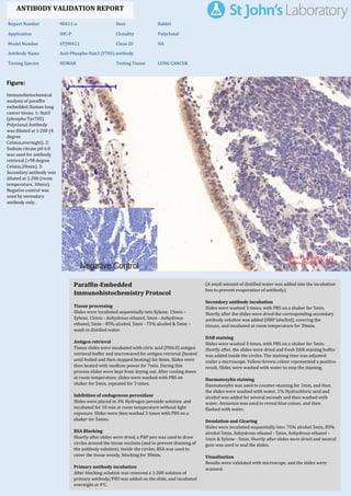 Figure:
Immunohistochemical
analysis of paraffin
embedded Human lung
cancer tissue. 1: Stat3
(phospho Tyr705)
Polyclonal Antibody
was diluted at 1:200 (4
degree
Celsius,overnight). 2:
Sodium citrate pH 6.0
was used for antibody
retrieval (>98 degree
Celsius,20min). 3:
Secondary antibody was
diluted at 1:200 (room
temperature, 30min).
Negative control was
used by secondary
antibody only.
Report Number 90411-a Host Rabbit
Application IHC-P Clonality Polyclonal
Model Number STJ90411 Clone ID NA
Antibody Name Anti-Phospho-Stat3 (Y705) antibody
Testing Species HUMAN Testing Tissue LUNG CANCER
ANTIBODY VALIDATION REPORT
a. (A small amount of distilled water was added into the incubation
box to prevent evaporation of antibody).
30. Secondary antibody incubation
a. Slides were washed 3 times, with PBS on a shaker for 5min.
Shortly after the slides were dried the corresponding secondary
antibody solution was added (HRP labelled), covering the
tissues, and incubated at room temperature for 30min.
b.
31. DAB staining
a. Slides were washed 3 times, with PBS on a shaker for 5min.
b. Shortly after, the slides were dried and fresh DAB staining buffer
was added inside the circles. The staining time was adjusted
under a microscope. Yellow-brown colour represented a positive
result. Slides were washed with water to stop the staining.
c.
32. Haematoxylin staining
a. Haematoxylin was used to counter-staining for 1min, and then
the slides were washed with water. 1% Hydrochloric acid and
alcohol was added for several seconds and then washed with
water. Ammonia was used to reveal blue colour, and then
flushed with water.
b.
33. Desolation and Clearing
i. Slides were incubated sequentially into: 75% alcohol 5min, 85%
alcohol 5min, Anhydrous ethanol - 5min, Anhydrous ethanol -
5min & Xylene - 5min. Shortly after slides were dried and neutral
gum was used to seal the slides.
ii.
34. Visualization
a. Results were validated with microscope, and the slides were
scanned.
Paraffin-Embedded
Immunohistochemistry Protocol
24.
25. Tissue processing
a. Slides were incubated sequentially into Xylene; 15min –
Xylene, 15min - Anhydrous ethanol, 5min - Anhydrous
ethanol, 5min - 85% alcohol, 5min - 75% alcohol & 5min –
wash in distilled water.
b.
26. Antigen retrieval
a. Tissue slides were incubated with citric acid (PH6.0) antigen
retrieval buffer and microwaved for antigen retrieval (heated
until boiled and then stopped heating) for 8min. Slides were
then heated with medium power for 7min. During this
process slides were kept from drying out. After cooling down
at room temperature, slides were washed with PBS on
shaker for 5min, repeated for 3 times.
b.
27. Inhibition of endogenous peroxidase
a. Slides were placed in 3% Hydrogen peroxide solution, and
incubated for 10 min at room temperature without light
exposure. Slides were then washed 3 times with PBS on a
shaker for 5mins.
b.
28. BSA Blocking
a. Shortly after slides were dried, a PAP pen was used to draw
circles around the tissue sections (and to prevent draining of
the antibody solution). Inside the circles, BSA was used to
cover the tissue evenly, blocking for 30min.
b.
29. Primary antibody incubation
After blocking solution was removed a 1:200 solution of
primary antibody/PBS was added on the slide, and incubated
overnight at 4°C.
St John's Laboratory Ltd.
www.stjohnslabs.com
 