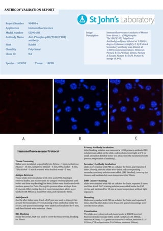 ANTIBODY VALIDATION REPORT
Report Number 90498-a
Application Immunofluorescence
Model Number STJ90498
Antibody Name Anti-Phospho-p38 (T180/Y182)
antibody
Host Rabbit
Clonality Polyclonal
Clone ID NA
Species MOUSE Tissue LIVER
Image
Description
Immunofluorescence analysis of Mouse
liver tissue. 1: p38 (phospho
Thr180/Y182) Polyclonal
Antibody(red) was diluted at 1:200 (4
degree Celsius,overnight). 2: Cy3 labled
Secondary antibody was diluted at
1:300 (room temperature, 50min).3:
Picture B: DAPI(blue) 10min. Picture
A:Target. Picture B: DAPI. Picture C:
merge of A+B.
Primary Antibody Incubation
After blocking solution was removed a 1:200 primary antibody/PBS
solution was added on the slide, and incubated overnight at 4°C (a
small amount of distilled water was added into the incubation box to
prevent evaporation of antibody).
Secondary Antibody Incubation
slides were washed with PBS on a shaker for 5min, and repeated 3
times. Shortly after the slides were dried and corresponding
secondary antibody solution was added (HRP labelled), covering the
tissues, and incubated at room temperature for 50min.
DAPI Counter-Staining
slides were washed with PBS on a shaker for 5min, repeated 3 times
and then dried. DAPI staining solution was added inside the PAP
circles and incubated for 10 min at room temperature without light
exposure.
Mounting
Slides were washed with PBS on a shaker for 5min, and repeated 3
times. Shortly after slides were dried, anti-quench mountings were
used to mount slides.
Visualization
The slides were observed and placed under a NIKON inverted
fluorescence microscope (Ultra violet excitation 330-380nm,
emission 420nm; FITC green excitation 465-495nm, emission 515-
555 nm; CY3 red excitation 510-560nm, emission 590nm)
Immunofluorescence Protocol
Tissue Processing
Slides were incubated sequentially into: Xylene - 15min, Anhydrous
ethanol – 15 min, Anhydrous ethanol – 5 min, 85% alcohol – 5 min,
75% alcohol – 5 min & washed with distilled water – 5 min.
Antigen Retrieval
Tissue slides were incubated with citric acid (PH6.0) antigen
retrieval buffer, and microwaved for antigen retrieval (heated until
boiled and then stop heating) for 8min. Slides were then heated with
medium power for 7min. During this process slides are kept from
drying out. After cooling down at room temperature, slides were
washed with PBS on a shaker for 5min, and repeated 3 times.
Anti-Quench
shortly after slides were dried, a PAP pen was used to draw circles
around the tissues (to prevent draining of the antibody). Inside the
circles, anti-quench mountings were added and incubated for 5 min,
and then flushed with water for 10min.
BSA Blocking
Inside the circles, BSA was used to cover the tissue evenly, blocking
for 30min.
 