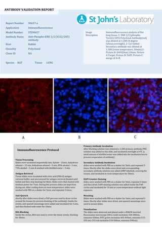 ANTIBODY VALIDATION REPORT
Report Number 90657-a
Application Immunofluorescence
Model Number STJ90657
Antibody Name Anti-Phospho-ERK 1/2 (Y222/205)
antibody
Host Rabbit
Clonality Polyclonal
Clone ID NA
Species RAT Tissue LUNG
Image
Description
Immunofluorescence analysis of Rat
lung tissue. 1: ERK 1/2 (phospho
Tyr222/205) Polyclonal Antibody(red)
was diluted at 1:200 (4 degree
Celsius,overnight). 2: Cy3 labled
Secondary antibody was diluted at
1:300 (room temperature, 50min).3:
Picture B: DAPI(blue) 10min. Picture
A:Target. Picture B: DAPI. Picture C:
merge of A+B.
Primary Antibody Incubation
After blocking solution was removed a 1:200 primary antibody/PBS
solution was added on the slide, and incubated overnight at 4°C (a
small amount of distilled water was added into the incubation box to
prevent evaporation of antibody).
Secondary Antibody Incubation
slides were washed with PBS on a shaker for 5min, and repeated 3
times. Shortly after the slides were dried and corresponding
secondary antibody solution was added (HRP labelled), covering the
tissues, and incubated at room temperature for 50min.
DAPI Counter-Staining
slides were washed with PBS on a shaker for 5min, repeated 3 times
and then dried. DAPI staining solution was added inside the PAP
circles and incubated for 10 min at room temperature without light
exposure.
Mounting
Slides were washed with PBS on a shaker for 5min, and repeated 3
times. Shortly after slides were dried, anti-quench mountings were
used to mount slides.
Visualization
The slides were observed and placed under a NIKON inverted
fluorescence microscope (Ultra violet excitation 330-380nm,
emission 420nm; FITC green excitation 465-495nm, emission 515-
555 nm; CY3 red excitation 510-560nm, emission 590nm)
Immunofluorescence Protocol
Tissue Processing
Slides were incubated sequentially into: Xylene - 15min, Anhydrous
ethanol – 15 min, Anhydrous ethanol – 5 min, 85% alcohol – 5 min,
75% alcohol – 5 min & washed with distilled water – 5 min.
Antigen Retrieval
Tissue slides were incubated with citric acid (PH6.0) antigen
retrieval buffer, and microwaved for antigen retrieval (heated until
boiled and then stop heating) for 8min. Slides were then heated with
medium power for 7min. During this process slides are kept from
drying out. After cooling down at room temperature, slides were
washed with PBS on a shaker for 5min, and repeated 3 times.
Anti-Quench
shortly after slides were dried, a PAP pen was used to draw circles
around the tissues (to prevent draining of the antibody). Inside the
circles, anti-quench mountings were added and incubated for 5 min,
and then flushed with water for 10min.
BSA Blocking
Inside the circles, BSA was used to cover the tissue evenly, blocking
for 30min.
 