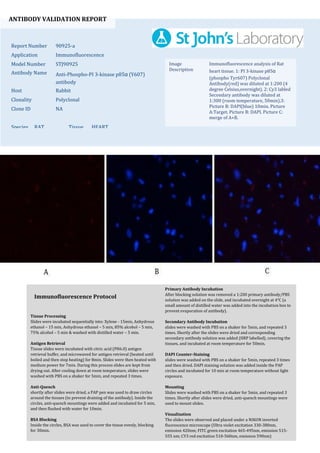ANTIBODY VALIDATION REPORT
Report Number 90925-a
Application Immunofluorescence
Model Number STJ90925
Antibody Name Anti-Phospho-PI 3-kinase p85α (Y607)
antibody
Host Rabbit
Clonality Polyclonal
Clone ID NA
Species RAT Tissue HEART
Image
Description
Immunofluorescence analysis of Rat
heart tissue. 1: PI 3-kinase p85α
(phospho Tyr607) Polyclonal
Antibody(red) was diluted at 1:200 (4
degree Celsius,overnight). 2: Cy3 labled
Secondary antibody was diluted at
1:300 (room temperature, 50min).3:
Picture B: DAPI(blue) 10min. Picture
A:Target. Picture B: DAPI. Picture C:
merge of A+B.
Primary Antibody Incubation
After blocking solution was removed a 1:200 primary antibody/PBS
solution was added on the slide, and incubated overnight at 4°C (a
small amount of distilled water was added into the incubation box to
prevent evaporation of antibody).
Secondary Antibody Incubation
slides were washed with PBS on a shaker for 5min, and repeated 3
times. Shortly after the slides were dried and corresponding
secondary antibody solution was added (HRP labelled), covering the
tissues, and incubated at room temperature for 50min.
DAPI Counter-Staining
slides were washed with PBS on a shaker for 5min, repeated 3 times
and then dried. DAPI staining solution was added inside the PAP
circles and incubated for 10 min at room temperature without light
exposure.
Mounting
Slides were washed with PBS on a shaker for 5min, and repeated 3
times. Shortly after slides were dried, anti-quench mountings were
used to mount slides.
Visualization
The slides were observed and placed under a NIKON inverted
fluorescence microscope (Ultra violet excitation 330-380nm,
emission 420nm; FITC green excitation 465-495nm, emission 515-
555 nm; CY3 red excitation 510-560nm, emission 590nm)
Immunofluorescence Protocol
Tissue Processing
Slides were incubated sequentially into: Xylene - 15min, Anhydrous
ethanol – 15 min, Anhydrous ethanol – 5 min, 85% alcohol – 5 min,
75% alcohol – 5 min & washed with distilled water – 5 min.
Antigen Retrieval
Tissue slides were incubated with citric acid (PH6.0) antigen
retrieval buffer, and microwaved for antigen retrieval (heated until
boiled and then stop heating) for 8min. Slides were then heated with
medium power for 7min. During this process slides are kept from
drying out. After cooling down at room temperature, slides were
washed with PBS on a shaker for 5min, and repeated 3 times.
Anti-Quench
shortly after slides were dried, a PAP pen was used to draw circles
around the tissues (to prevent draining of the antibody). Inside the
circles, anti-quench mountings were added and incubated for 5 min,
and then flushed with water for 10min.
BSA Blocking
Inside the circles, BSA was used to cover the tissue evenly, blocking
for 30min.
 