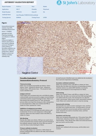 Figure:
Immunohistochemical
analysis of paraffin
embedded Human liver
tissue. 1: TGFβ RI
(phospho Ser165)
Polyclonal Antibody
was diluted at 1:200 (4
degree
Celsius,overnight). 2:
Sodium citrate pH 6.0
was used for antibody
retrieval (>98 degree
Celsius,20min). 3:
Secondary antibody was
diluted at 1:200 (room
temperature, 30min).
Negative control was
used by secondary
antibody only.
Report Number 91351-a Host Rabbit
Application IHC-P Clonality Polyclonal
Model Number STJ91351 Clone ID NA
Antibody Name Anti-Phospho-TGFβ RI (S165) antibody
Testing Species HUMAN Testing Tissue LIVER
ANTIBODY VALIDATION REPORT
b. (A small amount of distilled water was added into the incubation
box to prevent evaporation of antibody).
30. Secondary antibody incubation
a. Slides were washed 3 times, with PBS on a shaker for 5min.
Shortly after the slides were dried the corresponding secondary
antibody solution was added (HRP labelled), covering the
tissues, and incubated at room temperature for 30min.
b.
31. DAB staining
a. Slides were washed 3 times, with PBS on a shaker for 5min.
b. Shortly after, the slides were dried and fresh DAB staining buffer
was added inside the circles. The staining time was adjusted
under a microscope. Yellow-brown colour represented a positive
result. Slides were washed with water to stop the staining.
c.
32. Haematoxylin staining
a. Haematoxylin was used to counter-staining for 1min, and then
the slides were washed with water. 1% Hydrochloric acid and
alcohol was added for several seconds and then washed with
water. Ammonia was used to reveal blue colour, and then
flushed with water.
b.
33. Desolation and Clearing
i. Slides were incubated sequentially into: 75% alcohol 5min, 85%
alcohol 5min, Anhydrous ethanol - 5min, Anhydrous ethanol -
5min & Xylene - 5min. Shortly after slides were dried and neutral
gum was used to seal the slides.
ii.
34. Visualization
a. Results were validated with microscope, and the slides were
scanned.
Paraffin-Embedded
Immunohistochemistry Protocol
24.
25. Tissue processing
a. Slides were incubated sequentially into Xylene; 15min –
Xylene, 15min - Anhydrous ethanol, 5min - Anhydrous
ethanol, 5min - 85% alcohol, 5min - 75% alcohol & 5min –
wash in distilled water.
b.
26. Antigen retrieval
a. Tissue slides were incubated with citric acid (PH6.0) antigen
retrieval buffer and microwaved for antigen retrieval (heated
until boiled and then stopped heating) for 8min. Slides were
then heated with medium power for 7min. During this
process slides were kept from drying out. After cooling down
at room temperature, slides were washed with PBS on
shaker for 5min, repeated for 3 times.
b.
27. Inhibition of endogenous peroxidase
a. Slides were placed in 3% Hydrogen peroxide solution, and
incubated for 10 min at room temperature without light
exposure. Slides were then washed 3 times with PBS on a
shaker for 5mins.
b.
28. BSA Blocking
a. Shortly after slides were dried, a PAP pen was used to draw
circles around the tissue sections (and to prevent draining of
the antibody solution). Inside the circles, BSA was used to
cover the tissue evenly, blocking for 30min.
b.
29. Primary antibody incubation
After blocking solution was removed a 1:200 solution of
primary antibody/PBS was added on the slide, and incubated
overnight at 4°C.
St John's Laboratory Ltd.
www.stjohnslabs.com
 