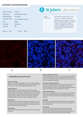 ANTIBODY VALIDATION REPORT
Report Number 91580-a
Application Immunofluorescence
Model Number STJ91580
Antibody Name Anti-AMPKα1 antibody
Host Rabbit
Clonality Polyclonal
Clone ID NA
Species RAT Tissue LUNG
Image
Description
Immunofluorescence analysis of Rat
lung tissue. 1: AMPKα1 Polyclonal
Antibody(red) was diluted at 1:200 (4
degree Celsius,overnight). 2: Cy3 labled
Secondary antibody was diluted at
1:300 (room temperature, 50min).3:
Picture B: DAPI(blue) 10min. Picture
A:Target. Picture B: DAPI. Picture C:
merge of A+B.
Primary Antibody Incubation
After blocking solution was removed a 1:200 primary antibody/PBS
solution was added on the slide, and incubated overnight at 4°C (a
small amount of distilled water was added into the incubation box to
prevent evaporation of antibody).
Secondary Antibody Incubation
slides were washed with PBS on a shaker for 5min, and repeated 3
times. Shortly after the slides were dried and corresponding
secondary antibody solution was added (HRP labelled), covering the
tissues, and incubated at room temperature for 50min.
DAPI Counter-Staining
slides were washed with PBS on a shaker for 5min, repeated 3 times
and then dried. DAPI staining solution was added inside the PAP
circles and incubated for 10 min at room temperature without light
exposure.
Mounting
Slides were washed with PBS on a shaker for 5min, and repeated 3
times. Shortly after slides were dried, anti-quench mountings were
used to mount slides.
Visualization
The slides were observed and placed under a NIKON inverted
fluorescence microscope (Ultra violet excitation 330-380nm,
emission 420nm; FITC green excitation 465-495nm, emission 515-
555 nm; CY3 red excitation 510-560nm, emission 590nm)
Immunofluorescence Protocol
Tissue Processing
Slides were incubated sequentially into: Xylene - 15min, Anhydrous
ethanol – 15 min, Anhydrous ethanol – 5 min, 85% alcohol – 5 min,
75% alcohol – 5 min & washed with distilled water – 5 min.
Antigen Retrieval
Tissue slides were incubated with citric acid (PH6.0) antigen
retrieval buffer, and microwaved for antigen retrieval (heated until
boiled and then stop heating) for 8min. Slides were then heated with
medium power for 7min. During this process slides are kept from
drying out. After cooling down at room temperature, slides were
washed with PBS on a shaker for 5min, and repeated 3 times.
Anti-Quench
shortly after slides were dried, a PAP pen was used to draw circles
around the tissues (to prevent draining of the antibody). Inside the
circles, anti-quench mountings were added and incubated for 5 min,
and then flushed with water for 10min.
BSA Blocking
Inside the circles, BSA was used to cover the tissue evenly, blocking
for 30min.
 