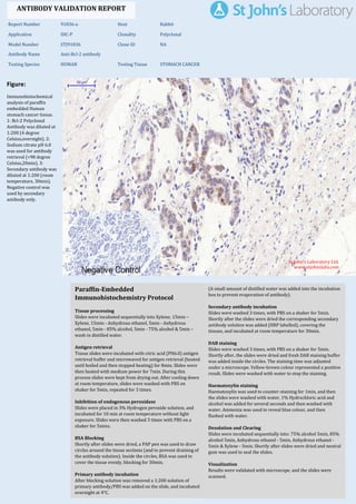 Figure:
Immunohistochemical
analysis of paraffin
embedded Human
stomach cancer tissue.
1: Bcl-2 Polyclonal
Antibody was diluted at
1:200 (4 degree
Celsius,overnight). 2:
Sodium citrate pH 6.0
was used for antibody
retrieval (>98 degree
Celsius,20min). 3:
Secondary antibody was
diluted at 1:200 (room
temperature, 30min).
Negative control was
used by secondary
antibody only.
Report Number 91836-a Host Rabbit
Application IHC-P Clonality Polyclonal
Model Number STJ91836 Clone ID NA
Antibody Name Anti-Bcl-2 antibody
Testing Species HUMAN Testing Tissue STOMACH CANCER
ANTIBODY VALIDATION REPORT
b. (A small amount of distilled water was added into the incubation
box to prevent evaporation of antibody).
7. Secondary antibody incubation
a. Slides were washed 3 times, with PBS on a shaker for 5min.
Shortly after the slides were dried the corresponding secondary
antibody solution was added (HRP labelled), covering the
tissues, and incubated at room temperature for 30min.
b.
8. DAB staining
a. Slides were washed 3 times, with PBS on a shaker for 5min.
b. Shortly after, the slides were dried and fresh DAB staining buffer
was added inside the circles. The staining time was adjusted
under a microscope. Yellow-brown colour represented a positive
result. Slides were washed with water to stop the staining.
c.
9. Haematoxylin staining
a. Haematoxylin was used to counter-staining for 1min, and then
the slides were washed with water. 1% Hydrochloric acid and
alcohol was added for several seconds and then washed with
water. Ammonia was used to reveal blue colour, and then
flushed with water.
b.
10. Desolation and Clearing
i. Slides were incubated sequentially into: 75% alcohol 5min, 85%
alcohol 5min, Anhydrous ethanol - 5min, Anhydrous ethanol -
5min & Xylene - 5min. Shortly after slides were dried and neutral
gum was used to seal the slides.
ii.
11. Visualization
a. Results were validated with microscope, and the slides were
scanned.
Paraffin-Embedded
Immunohistochemistry Protocol
1.
2. Tissue processing
a. Slides were incubated sequentially into Xylene; 15min –
Xylene, 15min - Anhydrous ethanol, 5min - Anhydrous
ethanol, 5min - 85% alcohol, 5min - 75% alcohol & 5min –
wash in distilled water.
b.
3. Antigen retrieval
a. Tissue slides were incubated with citric acid (PH6.0) antigen
retrieval buffer and microwaved for antigen retrieval (heated
until boiled and then stopped heating) for 8min. Slides were
then heated with medium power for 7min. During this
process slides were kept from drying out. After cooling down
at room temperature, slides were washed with PBS on
shaker for 5min, repeated for 3 times.
b.
4. Inhibition of endogenous peroxidase
a. Slides were placed in 3% Hydrogen peroxide solution, and
incubated for 10 min at room temperature without light
exposure. Slides were then washed 3 times with PBS on a
shaker for 5mins.
b.
5. BSA Blocking
a. Shortly after slides were dried, a PAP pen was used to draw
circles around the tissue sections (and to prevent draining of
the antibody solution). Inside the circles, BSA was used to
cover the tissue evenly, blocking for 30min.
b.
6. Primary antibody incubation
After blocking solution was removed a 1:200 solution of
primary antibody/PBS was added on the slide, and incubated
overnight at 4°C.
St John's Laboratory Ltd.
www.stjohnslabs.com
 