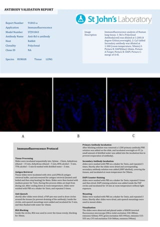 ANTIBODY VALIDATION REPORT
Report Number 91843-a
Application Immunofluorescence
Model Number STJ91843
Antibody Name Anti-Bcl-x antibody
Host Rabbit
Clonality Polyclonal
Clone ID NA
Species HUMAN Tissue LUNG
Image
Description
Immunofluorescence analysis of Human
lung tissue. 1: Bcl-x Polyclonal
Antibody(red) was diluted at 1:200 (4
degree Celsius,overnight). 2: Cy3 labled
Secondary antibody was diluted at
1:300 (room temperature, 50min).3:
Picture B: DAPI(blue) 10min. Picture
A:Target. Picture B: DAPI. Picture C:
merge of A+B.
Primary Antibody Incubation
After blocking solution was removed a 1:200 primary antibody/PBS
solution was added on the slide, and incubated overnight at 4°C (a
small amount of distilled water was added into the incubation box to
prevent evaporation of antibody).
Secondary Antibody Incubation
slides were washed with PBS on a shaker for 5min, and repeated 3
times. Shortly after the slides were dried and corresponding
secondary antibody solution was added (HRP labelled), covering the
tissues, and incubated at room temperature for 50min.
DAPI Counter-Staining
slides were washed with PBS on a shaker for 5min, repeated 3 times
and then dried. DAPI staining solution was added inside the PAP
circles and incubated for 10 min at room temperature without light
exposure.
Mounting
Slides were washed with PBS on a shaker for 5min, and repeated 3
times. Shortly after slides were dried, anti-quench mountings were
used to mount slides.
Visualization
The slides were observed and placed under a NIKON inverted
fluorescence microscope (Ultra violet excitation 330-380nm,
emission 420nm; FITC green excitation 465-495nm, emission 515-
555 nm; CY3 red excitation 510-560nm, emission 590nm)
Immunofluorescence Protocol
Tissue Processing
Slides were incubated sequentially into: Xylene - 15min, Anhydrous
ethanol – 15 min, Anhydrous ethanol – 5 min, 85% alcohol – 5 min,
75% alcohol – 5 min & washed with distilled water – 5 min.
Antigen Retrieval
Tissue slides were incubated with citric acid (PH6.0) antigen
retrieval buffer, and microwaved for antigen retrieval (heated until
boiled and then stop heating) for 8min. Slides were then heated with
medium power for 7min. During this process slides are kept from
drying out. After cooling down at room temperature, slides were
washed with PBS on a shaker for 5min, and repeated 3 times.
Anti-Quench
shortly after slides were dried, a PAP pen was used to draw circles
around the tissues (to prevent draining of the antibody). Inside the
circles, anti-quench mountings were added and incubated for 5 min,
and then flushed with water for 10min.
BSA Blocking
Inside the circles, BSA was used to cover the tissue evenly, blocking
for 30min.
 