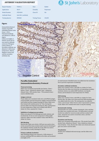 Figure:
Immunohistochemical
analysis of paraffin
embedded Human colon
tissue. 1: Bcl-x
Polyclonal Antibody
was diluted at 1:200 (4
degree
Celsius,overnight). 2:
Sodium citrate pH 6.0
was used for antibody
retrieval (>98 degree
Celsius,20min). 3:
Secondary antibody was
diluted at 1:200 (room
temperature, 30min).
Negative control was
used by secondary
antibody only.
Report Number 91843-a Host Rabbit
Application IHC-P Clonality Polyclonal
Model Number STJ91843 Clone ID NA
Antibody Name Anti-Bcl-x antibody
Testing Species HUMAN Testing Tissue COLON
ANTIBODY VALIDATION REPORT
a. (A small amount of distilled water was added into the incubation
box to prevent evaporation of antibody).
7. Secondary antibody incubation
a. Slides were washed 3 times, with PBS on a shaker for 5min.
Shortly after the slides were dried the corresponding secondary
antibody solution was added (HRP labelled), covering the
tissues, and incubated at room temperature for 30min.
b.
8. DAB staining
a. Slides were washed 3 times, with PBS on a shaker for 5min.
b. Shortly after, the slides were dried and fresh DAB staining buffer
was added inside the circles. The staining time was adjusted
under a microscope. Yellow-brown colour represented a positive
result. Slides were washed with water to stop the staining.
c.
9. Haematoxylin staining
a. Haematoxylin was used to counter-staining for 1min, and then
the slides were washed with water. 1% Hydrochloric acid and
alcohol was added for several seconds and then washed with
water. Ammonia was used to reveal blue colour, and then
flushed with water.
b.
10. Desolation and Clearing
i. Slides were incubated sequentially into: 75% alcohol 5min, 85%
alcohol 5min, Anhydrous ethanol - 5min, Anhydrous ethanol -
5min & Xylene - 5min. Shortly after slides were dried and neutral
gum was used to seal the slides.
ii.
11. Visualization
a. Results were validated with microscope, and the slides were
scanned.
Paraffin-Embedded
Immunohistochemistry Protocol
1.
2. Tissue processing
a. Slides were incubated sequentially into Xylene; 15min –
Xylene, 15min - Anhydrous ethanol, 5min - Anhydrous
ethanol, 5min - 85% alcohol, 5min - 75% alcohol & 5min –
wash in distilled water.
b.
3. Antigen retrieval
a. Tissue slides were incubated with citric acid (PH6.0) antigen
retrieval buffer and microwaved for antigen retrieval (heated
until boiled and then stopped heating) for 8min. Slides were
then heated with medium power for 7min. During this
process slides were kept from drying out. After cooling down
at room temperature, slides were washed with PBS on
shaker for 5min, repeated for 3 times.
b.
4. Inhibition of endogenous peroxidase
a. Slides were placed in 3% Hydrogen peroxide solution, and
incubated for 10 min at room temperature without light
exposure. Slides were then washed 3 times with PBS on a
shaker for 5mins.
b.
5. BSA Blocking
a. Shortly after slides were dried, a PAP pen was used to draw
circles around the tissue sections (and to prevent draining of
the antibody solution). Inside the circles, BSA was used to
cover the tissue evenly, blocking for 30min.
b.
6. Primary antibody incubation
After blocking solution was removed a 1:200 solution of
primary antibody/PBS was added on the slide, and incubated
overnight at 4°C.
St John's Laboratory Ltd.
www.stjohnslabs.com
 