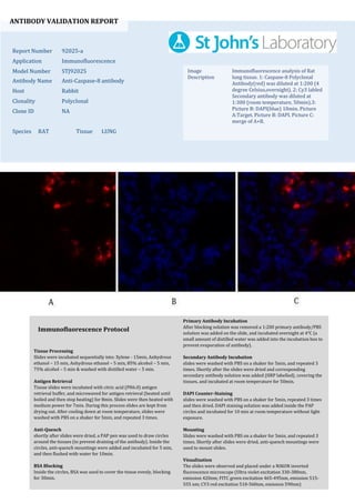 ANTIBODY VALIDATION REPORT
Report Number 92025-a
Application Immunofluorescence
Model Number STJ92025
Antibody Name Anti-Caspase-8 antibody
Host Rabbit
Clonality Polyclonal
Clone ID NA
Species RAT Tissue LUNG
Image
Description
Immunofluorescence analysis of Rat
lung tissue. 1: Caspase-8 Polyclonal
Antibody(red) was diluted at 1:200 (4
degree Celsius,overnight). 2: Cy3 labled
Secondary antibody was diluted at
1:300 (room temperature, 50min).3:
Picture B: DAPI(blue) 10min. Picture
A:Target. Picture B: DAPI. Picture C:
merge of A+B.
Primary Antibody Incubation
After blocking solution was removed a 1:200 primary antibody/PBS
solution was added on the slide, and incubated overnight at 4°C (a
small amount of distilled water was added into the incubation box to
prevent evaporation of antibody).
Secondary Antibody Incubation
slides were washed with PBS on a shaker for 5min, and repeated 3
times. Shortly after the slides were dried and corresponding
secondary antibody solution was added (HRP labelled), covering the
tissues, and incubated at room temperature for 50min.
DAPI Counter-Staining
slides were washed with PBS on a shaker for 5min, repeated 3 times
and then dried. DAPI staining solution was added inside the PAP
circles and incubated for 10 min at room temperature without light
exposure.
Mounting
Slides were washed with PBS on a shaker for 5min, and repeated 3
times. Shortly after slides were dried, anti-quench mountings were
used to mount slides.
Visualization
The slides were observed and placed under a NIKON inverted
fluorescence microscope (Ultra violet excitation 330-380nm,
emission 420nm; FITC green excitation 465-495nm, emission 515-
555 nm; CY3 red excitation 510-560nm, emission 590nm)
Immunofluorescence Protocol
Tissue Processing
Slides were incubated sequentially into: Xylene - 15min, Anhydrous
ethanol – 15 min, Anhydrous ethanol – 5 min, 85% alcohol – 5 min,
75% alcohol – 5 min & washed with distilled water – 5 min.
Antigen Retrieval
Tissue slides were incubated with citric acid (PH6.0) antigen
retrieval buffer, and microwaved for antigen retrieval (heated until
boiled and then stop heating) for 8min. Slides were then heated with
medium power for 7min. During this process slides are kept from
drying out. After cooling down at room temperature, slides were
washed with PBS on a shaker for 5min, and repeated 3 times.
Anti-Quench
shortly after slides were dried, a PAP pen was used to draw circles
around the tissues (to prevent draining of the antibody). Inside the
circles, anti-quench mountings were added and incubated for 5 min,
and then flushed with water for 10min.
BSA Blocking
Inside the circles, BSA was used to cover the tissue evenly, blocking
for 30min.
 