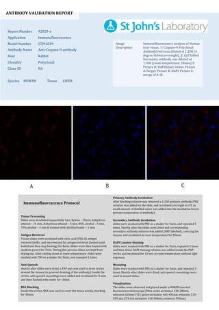 ANTIBODY VALIDATION REPORT
Report Number 92029-a
Application Immunofluorescence
Model Number STJ92029
Antibody Name Anti-Caspase-9 antibody
Host Rabbit
Clonality Polyclonal
Clone ID NA
Species HUMAN Tissue LIVER
Image
Description
Immunofluorescence analysis of Human
liver tissue. 1: Caspase-9 Polyclonal
Antibody(red) was diluted at 1:200 (4
degree Celsius,overnight). 2: Cy3 labled
Secondary antibody was diluted at
1:300 (room temperature, 50min).3:
Picture B: DAPI(blue) 10min. Picture
A:Target. Picture B: DAPI. Picture C:
merge of A+B.
Primary Antibody Incubation
After blocking solution was removed a 1:200 primary antibody/PBS
solution was added on the slide, and incubated overnight at 4°C (a
small amount of distilled water was added into the incubation box to
prevent evaporation of antibody).
Secondary Antibody Incubation
slides were washed with PBS on a shaker for 5min, and repeated 3
times. Shortly after the slides were dried and corresponding
secondary antibody solution was added (HRP labelled), covering the
tissues, and incubated at room temperature for 50min.
DAPI Counter-Staining
slides were washed with PBS on a shaker for 5min, repeated 3 times
and then dried. DAPI staining solution was added inside the PAP
circles and incubated for 10 min at room temperature without light
exposure.
Mounting
Slides were washed with PBS on a shaker for 5min, and repeated 3
times. Shortly after slides were dried, anti-quench mountings were
used to mount slides.
Visualization
The slides were observed and placed under a NIKON inverted
fluorescence microscope (Ultra violet excitation 330-380nm,
emission 420nm; FITC green excitation 465-495nm, emission 515-
555 nm; CY3 red excitation 510-560nm, emission 590nm)
Immunofluorescence Protocol
Tissue Processing
Slides were incubated sequentially into: Xylene - 15min, Anhydrous
ethanol – 15 min, Anhydrous ethanol – 5 min, 85% alcohol – 5 min,
75% alcohol – 5 min & washed with distilled water – 5 min.
Antigen Retrieval
Tissue slides were incubated with citric acid (PH6.0) antigen
retrieval buffer, and microwaved for antigen retrieval (heated until
boiled and then stop heating) for 8min. Slides were then heated with
medium power for 7min. During this process slides are kept from
drying out. After cooling down at room temperature, slides were
washed with PBS on a shaker for 5min, and repeated 3 times.
Anti-Quench
shortly after slides were dried, a PAP pen was used to draw circles
around the tissues (to prevent draining of the antibody). Inside the
circles, anti-quench mountings were added and incubated for 5 min,
and then flushed with water for 10min.
BSA Blocking
Inside the circles, BSA was used to cover the tissue evenly, blocking
for 30min.
 