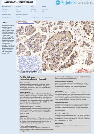 Figure:
Immunohistochemical
analysis of paraffin
embedded Human
stomach cancer tissue.
1: CD284 Polyclonal
Antibody was diluted at
1:200 (4 degree
Celsius,overnight). 2:
Sodium citrate pH 6.0
was used for antibody
retrieval (>98 degree
Celsius,20min). 3:
Secondary antibody was
diluted at 1:200 (room
temperature, 30min).
Negative control was
used by secondary
antibody only.
Report Number 92109-a Host Rabbit
Application IHC-P Clonality Polyclonal
Model Number STJ92109 Clone ID NA
Antibody Name Anti-CD284 antibody
Testing Species HUMAN Testing Tissue STOMACH CANCER
ANTIBODY VALIDATION REPORT
b. (A small amount of distilled water was added into the incubation
box to prevent evaporation of antibody).
19. Secondary antibody incubation
a. Slides were washed 3 times, with PBS on a shaker for 5min.
Shortly after the slides were dried the corresponding secondary
antibody solution was added (HRP labelled), covering the
tissues, and incubated at room temperature for 30min.
b.
20. DAB staining
a. Slides were washed 3 times, with PBS on a shaker for 5min.
b. Shortly after, the slides were dried and fresh DAB staining buffer
was added inside the circles. The staining time was adjusted
under a microscope. Yellow-brown colour represented a positive
result. Slides were washed with water to stop the staining.
c.
21. Haematoxylin staining
a. Haematoxylin was used to counter-staining for 1min, and then
the slides were washed with water. 1% Hydrochloric acid and
alcohol was added for several seconds and then washed with
water. Ammonia was used to reveal blue colour, and then
flushed with water.
b.
22. Desolation and Clearing
i. Slides were incubated sequentially into: 75% alcohol 5min, 85%
alcohol 5min, Anhydrous ethanol - 5min, Anhydrous ethanol -
5min & Xylene - 5min. Shortly after slides were dried and neutral
gum was used to seal the slides.
ii.
23. Visualization
a. Results were validated with microscope, and the slides were
scanned.
Paraffin-Embedded
Immunohistochemistry Protocol
13.
14. Tissue processing
a. Slides were incubated sequentially into Xylene; 15min –
Xylene, 15min - Anhydrous ethanol, 5min - Anhydrous
ethanol, 5min - 85% alcohol, 5min - 75% alcohol & 5min –
wash in distilled water.
b.
15. Antigen retrieval
a. Tissue slides were incubated with citric acid (PH6.0) antigen
retrieval buffer and microwaved for antigen retrieval (heated
until boiled and then stopped heating) for 8min. Slides were
then heated with medium power for 7min. During this
process slides were kept from drying out. After cooling down
at room temperature, slides were washed with PBS on
shaker for 5min, repeated for 3 times.
b.
16. Inhibition of endogenous peroxidase
a. Slides were placed in 3% Hydrogen peroxide solution, and
incubated for 10 min at room temperature without light
exposure. Slides were then washed 3 times with PBS on a
shaker for 5mins.
b.
17. BSA Blocking
a. Shortly after slides were dried, a PAP pen was used to draw
circles around the tissue sections (and to prevent draining of
the antibody solution). Inside the circles, BSA was used to
cover the tissue evenly, blocking for 30min.
b.
18. Primary antibody incubation
After blocking solution was removed a 1:200 solution of
primary antibody/PBS was added on the slide, and incubated
overnight at 4°C.
St John's Laboratory Ltd.
www.stjohnslabs.com
 