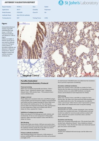 Figure:
Immunohistochemical
analysis of paraffin
embedded Rat lung
tissue. 1: COL1A2
Polyclonal Antibody
was diluted at 1:200 (4
degree
Celsius,overnight). 2:
Sodium citrate pH 6.0
was used for antibody
retrieval (>98 degree
Celsius,20min). 3:
Secondary antibody was
diluted at 1:200 (room
temperature, 30min).
Negative control was
used by secondary
antibody only.
Report Number 92383-a Host Rabbit
Application IHC-P Clonality Polyclonal
Model Number STJ92383 Clone ID NA
Antibody Name Anti-COL1A2 antibody
Testing Species RAT Testing Tissue LUNG
ANTIBODY VALIDATION REPORT
b. (A small amount of distilled water was added into the incubation
box to prevent evaporation of antibody).
19. Secondary antibody incubation
a. Slides were washed 3 times, with PBS on a shaker for 5min.
Shortly after the slides were dried the corresponding secondary
antibody solution was added (HRP labelled), covering the
tissues, and incubated at room temperature for 30min.
b.
20. DAB staining
a. Slides were washed 3 times, with PBS on a shaker for 5min.
b. Shortly after, the slides were dried and fresh DAB staining buffer
was added inside the circles. The staining time was adjusted
under a microscope. Yellow-brown colour represented a positive
result. Slides were washed with water to stop the staining.
c.
21. Haematoxylin staining
a. Haematoxylin was used to counter-staining for 1min, and then
the slides were washed with water. 1% Hydrochloric acid and
alcohol was added for several seconds and then washed with
water. Ammonia was used to reveal blue colour, and then
flushed with water.
b.
22. Desolation and Clearing
i. Slides were incubated sequentially into: 75% alcohol 5min, 85%
alcohol 5min, Anhydrous ethanol - 5min, Anhydrous ethanol -
5min & Xylene - 5min. Shortly after slides were dried and neutral
gum was used to seal the slides.
ii.
23. Visualization
a. Results were validated with microscope, and the slides were
scanned.
Paraffin-Embedded
Immunohistochemistry Protocol
13.
14. Tissue processing
a. Slides were incubated sequentially into Xylene; 15min –
Xylene, 15min - Anhydrous ethanol, 5min - Anhydrous
ethanol, 5min - 85% alcohol, 5min - 75% alcohol & 5min –
wash in distilled water.
b.
15. Antigen retrieval
a. Tissue slides were incubated with citric acid (PH6.0) antigen
retrieval buffer and microwaved for antigen retrieval (heated
until boiled and then stopped heating) for 8min. Slides were
then heated with medium power for 7min. During this
process slides were kept from drying out. After cooling down
at room temperature, slides were washed with PBS on
shaker for 5min, repeated for 3 times.
b.
16. Inhibition of endogenous peroxidase
a. Slides were placed in 3% Hydrogen peroxide solution, and
incubated for 10 min at room temperature without light
exposure. Slides were then washed 3 times with PBS on a
shaker for 5mins.
b.
17. BSA Blocking
a. Shortly after slides were dried, a PAP pen was used to draw
circles around the tissue sections (and to prevent draining of
the antibody solution). Inside the circles, BSA was used to
cover the tissue evenly, blocking for 30min.
b.
18. Primary antibody incubation
After blocking solution was removed a 1:200 solution of
primary antibody/PBS was added on the slide, and incubated
overnight at 4°C.
St John's Laboratory Ltd.
www.stjohnslabs.com
 