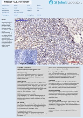 Figure:
Immunohistochemical
analysis of paraffin
embedded Human
Tonsil tissue. 1: c-Src
Polyclonal Antibody
was diluted at 1:200 (4
degree
Celsius,overnight). 2:
Sodium citrate pH 6.0
was used for antibody
retrieval (>98 degree
Celsius,20min). 3:
Secondary antibody was
diluted at 1:200 (room
temperature, 30min).
Negative control was
used by secondary
antibody only.
Report Number 92501-a Host Rabbit
Application IHC-P Clonality Polyclonal
Model Number STJ92501 Clone ID NA
Antibody Name Anti-c-Src antibody
Testing Species HUMAN Testing Tissue TONSIL
ANTIBODY VALIDATION REPORT
a. (A small amount of distilled water was added into the incubation
box to prevent evaporation of antibody).
129. Secondary antibody incubation
a. Slides were washed 3 times, with PBS on a shaker for 5min.
Shortly after the slides were dried the corresponding secondary
antibody solution was added (HRP labelled), covering the
tissues, and incubated at room temperature for 30min.
b.
130. DAB staining
a. Slides were washed 3 times, with PBS on a shaker for 5min.
b. Shortly after, the slides were dried and fresh DAB staining buffer
was added inside the circles. The staining time was adjusted
under a microscope. Yellow-brown colour represented a positive
result. Slides were washed with water to stop the staining.
c.
131. Haematoxylin staining
a. Haematoxylin was used to counter-staining for 1min, and then
the slides were washed with water. 1% Hydrochloric acid and
alcohol was added for several seconds and then washed with
water. Ammonia was used to reveal blue colour, and then
flushed with water.
b.
132. Desolation and Clearing
i. Slides were incubated sequentially into: 75% alcohol 5min, 85%
alcohol 5min, Anhydrous ethanol - 5min, Anhydrous ethanol -
5min & Xylene - 5min. Shortly after slides were dried and neutral
gum was used to seal the slides.
ii.
133. Visualization
a. Results were validated with microscope, and the slides were
scanned.
Paraffin-Embedded
Immunohistochemistry Protocol
123.
124. Tissue processing
a. Slides were incubated sequentially into Xylene; 15min –
Xylene, 15min - Anhydrous ethanol, 5min - Anhydrous
ethanol, 5min - 85% alcohol, 5min - 75% alcohol & 5min –
wash in distilled water.
b.
125. Antigen retrieval
a. Tissue slides were incubated with citric acid (PH6.0) antigen
retrieval buffer and microwaved for antigen retrieval (heated
until boiled and then stopped heating) for 8min. Slides were
then heated with medium power for 7min. During this
process slides were kept from drying out. After cooling down
at room temperature, slides were washed with PBS on
shaker for 5min, repeated for 3 times.
b.
126. Inhibition of endogenous peroxidase
a. Slides were placed in 3% Hydrogen peroxide solution, and
incubated for 10 min at room temperature without light
exposure. Slides were then washed 3 times with PBS on a
shaker for 5mins.
b.
127. BSA Blocking
a. Shortly after slides were dried, a PAP pen was used to draw
circles around the tissue sections (and to prevent draining of
the antibody solution). Inside the circles, BSA was used to
cover the tissue evenly, blocking for 30min.
b.
128. Primary antibody incubation
After blocking solution was removed a 1:200 solution of
primary antibody/PBS was added on the slide, and incubated
overnight at 4°C.
St John's Laboratory Ltd.
www.stjohnslabs.com
 