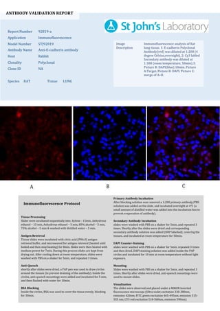 ANTIBODY VALIDATION REPORT
Report Number 92819-a
Application Immunofluorescence
Model Number STJ92819
Antibody Name Anti-E-cadherin antibody
Host Rabbit
Clonality Polyclonal
Clone ID NA
Species RAT Tissue LUNG
Image
Description
Immunofluorescence analysis of Rat
lung tissue. 1: E-cadherin Polyclonal
Antibody(red) was diluted at 1:200 (4
degree Celsius,overnight). 2: Cy3 labled
Secondary antibody was diluted at
1:300 (room temperature, 50min).3:
Picture B: DAPI(blue) 10min. Picture
A:Target. Picture B: DAPI. Picture C:
merge of A+B.
Primary Antibody Incubation
After blocking solution was removed a 1:200 primary antibody/PBS
solution was added on the slide, and incubated overnight at 4°C (a
small amount of distilled water was added into the incubation box to
prevent evaporation of antibody).
Secondary Antibody Incubation
slides were washed with PBS on a shaker for 5min, and repeated 3
times. Shortly after the slides were dried and corresponding
secondary antibody solution was added (HRP labelled), covering the
tissues, and incubated at room temperature for 50min.
DAPI Counter-Staining
slides were washed with PBS on a shaker for 5min, repeated 3 times
and then dried. DAPI staining solution was added inside the PAP
circles and incubated for 10 min at room temperature without light
exposure.
Mounting
Slides were washed with PBS on a shaker for 5min, and repeated 3
times. Shortly after slides were dried, anti-quench mountings were
used to mount slides.
Visualization
The slides were observed and placed under a NIKON inverted
fluorescence microscope (Ultra violet excitation 330-380nm,
emission 420nm; FITC green excitation 465-495nm, emission 515-
555 nm; CY3 red excitation 510-560nm, emission 590nm)
Immunofluorescence Protocol
Tissue Processing
Slides were incubated sequentially into: Xylene - 15min, Anhydrous
ethanol – 15 min, Anhydrous ethanol – 5 min, 85% alcohol – 5 min,
75% alcohol – 5 min & washed with distilled water – 5 min.
Antigen Retrieval
Tissue slides were incubated with citric acid (PH6.0) antigen
retrieval buffer, and microwaved for antigen retrieval (heated until
boiled and then stop heating) for 8min. Slides were then heated with
medium power for 7min. During this process slides are kept from
drying out. After cooling down at room temperature, slides were
washed with PBS on a shaker for 5min, and repeated 3 times.
Anti-Quench
shortly after slides were dried, a PAP pen was used to draw circles
around the tissues (to prevent draining of the antibody). Inside the
circles, anti-quench mountings were added and incubated for 5 min,
and then flushed with water for 10min.
BSA Blocking
Inside the circles, BSA was used to cover the tissue evenly, blocking
for 30min.
 
