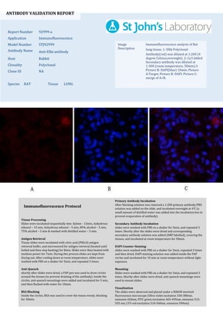 ANTIBODY VALIDATION REPORT
Report Number 92999-a
Application Immunofluorescence
Model Number STJ92999
Antibody Name Anti-ERα antibody
Host Rabbit
Clonality Polyclonal
Clone ID NA
Species RAT Tissue LUNG
Image
Description
Immunofluorescence analysis of Rat
lung tissue. 1: ERα Polyclonal
Antibody(red) was diluted at 1:200 (4
degree Celsius,overnight). 2: Cy3 labled
Secondary antibody was diluted at
1:300 (room temperature, 50min).3:
Picture B: DAPI(blue) 10min. Picture
A:Target. Picture B: DAPI. Picture C:
merge of A+B.
Primary Antibody Incubation
After blocking solution was removed a 1:200 primary antibody/PBS
solution was added on the slide, and incubated overnight at 4°C (a
small amount of distilled water was added into the incubation box to
prevent evaporation of antibody).
Secondary Antibody Incubation
slides were washed with PBS on a shaker for 5min, and repeated 3
times. Shortly after the slides were dried and corresponding
secondary antibody solution was added (HRP labelled), covering the
tissues, and incubated at room temperature for 50min.
DAPI Counter-Staining
slides were washed with PBS on a shaker for 5min, repeated 3 times
and then dried. DAPI staining solution was added inside the PAP
circles and incubated for 10 min at room temperature without light
exposure.
Mounting
Slides were washed with PBS on a shaker for 5min, and repeated 3
times. Shortly after slides were dried, anti-quench mountings were
used to mount slides.
Visualization
The slides were observed and placed under a NIKON inverted
fluorescence microscope (Ultra violet excitation 330-380nm,
emission 420nm; FITC green excitation 465-495nm, emission 515-
555 nm; CY3 red excitation 510-560nm, emission 590nm)
Immunofluorescence Protocol
Tissue Processing
Slides were incubated sequentially into: Xylene - 15min, Anhydrous
ethanol – 15 min, Anhydrous ethanol – 5 min, 85% alcohol – 5 min,
75% alcohol – 5 min & washed with distilled water – 5 min.
Antigen Retrieval
Tissue slides were incubated with citric acid (PH6.0) antigen
retrieval buffer, and microwaved for antigen retrieval (heated until
boiled and then stop heating) for 8min. Slides were then heated with
medium power for 7min. During this process slides are kept from
drying out. After cooling down at room temperature, slides were
washed with PBS on a shaker for 5min, and repeated 3 times.
Anti-Quench
shortly after slides were dried, a PAP pen was used to draw circles
around the tissues (to prevent draining of the antibody). Inside the
circles, anti-quench mountings were added and incubated for 5 min,
and then flushed with water for 10min.
BSA Blocking
Inside the circles, BSA was used to cover the tissue evenly, blocking
for 30min.
 